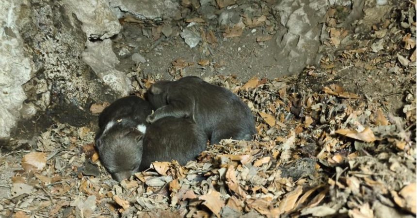 osirele medvideata z velkej fatry bojuju o prezitie utoku medvedice sa dalo vyhnut tvrdi balaz