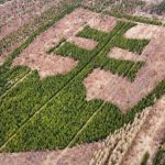 rarita o ktorej ste pravdepodobne nevedeli statny znak v horovciach zasadil zanieteny dobrovolnik