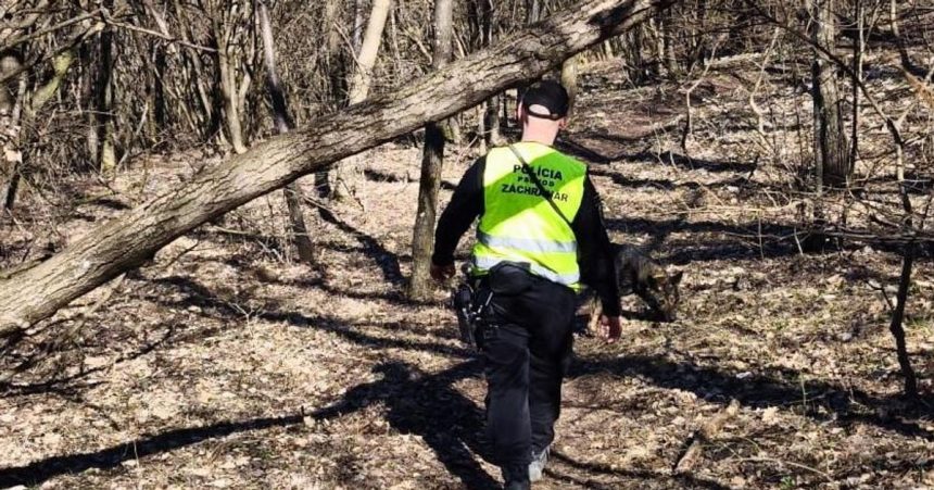 V okoli pohoria Tribec sa hlada nezvestny mlady muz Policia prehladava aj les