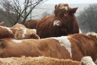 transakcna dan ako svetova absurdita a co dan z prazdneho bytu ci z fiktivneho vynosu