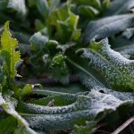 Arkticky vzduch priniesol mrazy aj na Slovensko Kedy sa otepli