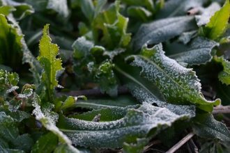 Arkticky vzduch priniesol mrazy aj na Slovensko Kedy sa otepli