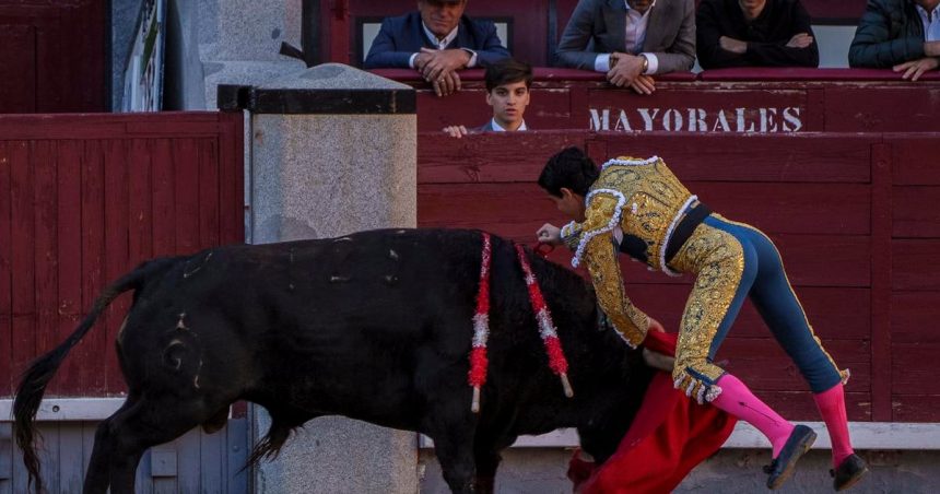 Byk usmrtil v arene v spanielskej Malage byvalho toreadora