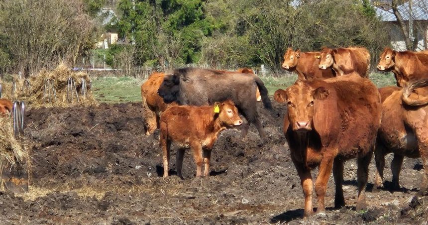 Poloniny maju o dvoch zubroch menej samica uhynula zubrica skoncilo medzi kravami uz je v zoo