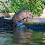 v kolumbii chcu regulovat hrochy po narkobaronovi escobarovi