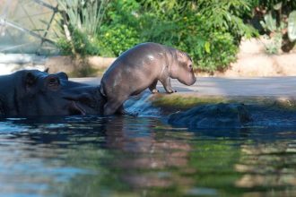 v kolumbii chcu regulovat hrochy po narkobaronovi escobarovi