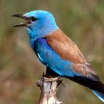 vtacii spev sa vracia do parkov a miest ornitologovia maju tento rok dovod na radost