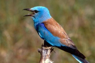 vtacii spev sa vracia do parkov a miest ornitologovia maju tento rok dovod na radost