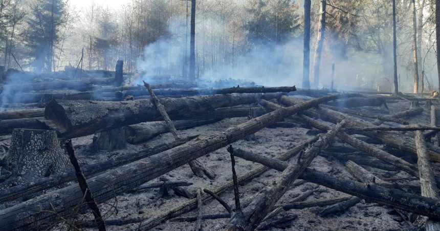 Do likvidacie lesneho poziaru v Ceskom Svajciarsku boli povolani 500 hasici