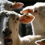 V dvoch chovoch malch prevavcov bolo potvrden klieov encefalitda