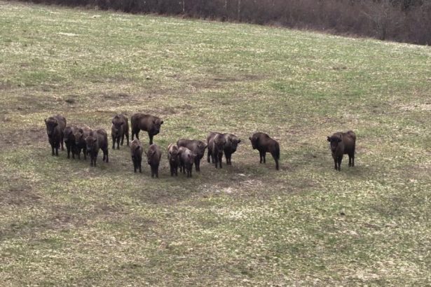 Kazdy samec ma svoj revir Zubry v Poloninach pocas horucav hladaju tien a vyssie polohy