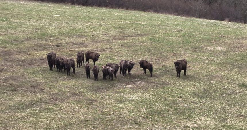 Kazdy samec ma svoj revir Zubry v Poloninach pocas horucav hladaju tien a vyssie polohy
