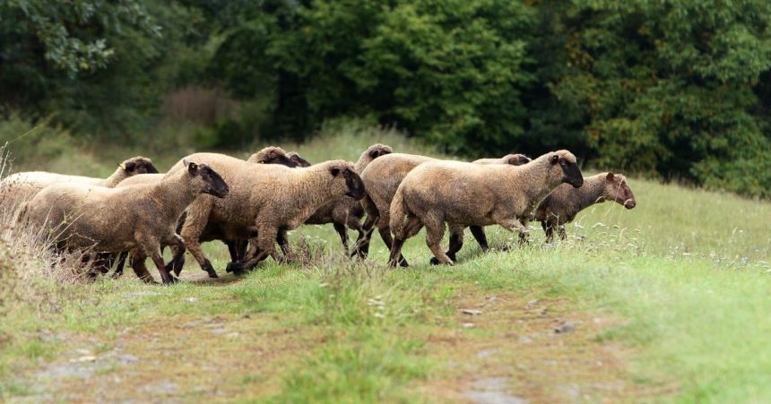 Ochrancari a farmari vratili hospodarske zvierata na viac ako 115 lokalit