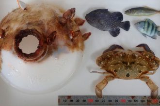 Uviazol v plastovej pasci Vedci nasli ziveho kraba ktory vyrastol v odhodenne flasi