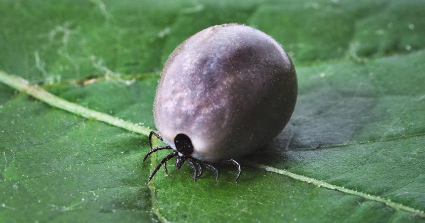 Kliesty stracaju naskok Europa moze ziskat prelomovu vakcinu proti borelioze