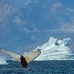 Masy velryb sa vrhaju na spolocne hostiny az za polarny kruh Cestu im uvolnuje ubudajuci lad