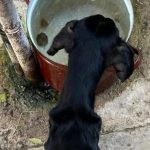 Nechal psa vyhladovat sud ho poslal do vazenia zubozene zviera zachranil majitel domu ktory si ho vsimol v okne