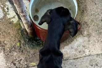 Nechal psa vyhladovat sud ho poslal do vazenia zubozene zviera zachranil majitel domu ktory si ho vsimol v okne
