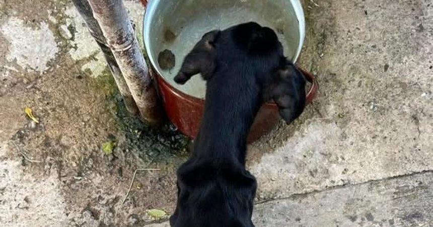 Nechal psa vyhladovat sud ho poslal do vazenia zubozene zviera zachranil majitel domu ktory si ho vsimol v okne