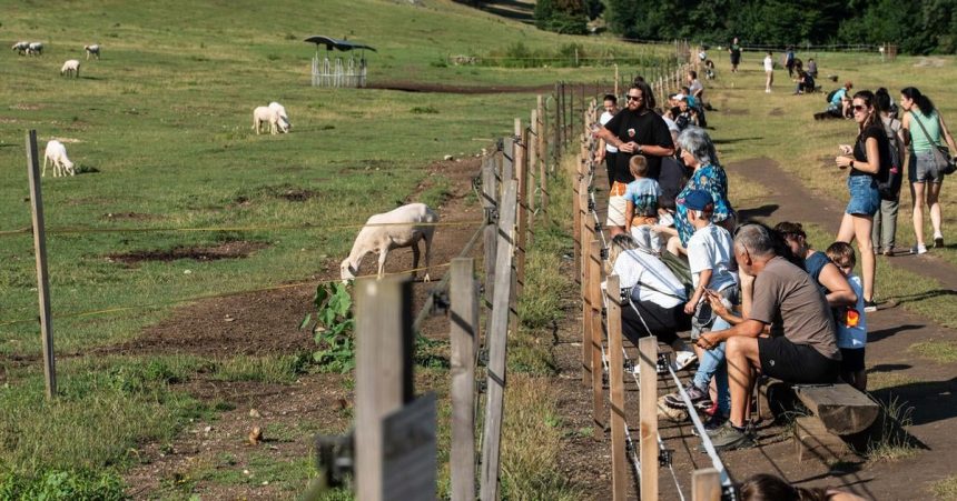 Z kosickeho letiska ich prenasali na Muran takmer tam vyhynuli Syslovisko dnes poskytuje pracu miestnym