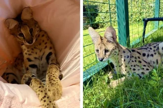 Afrického kocúra Kofiho vyhnali z mesta. Poslanci sa obávajú, že príde krokodíl