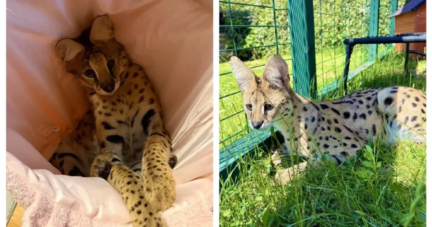Afrického kocúra Kofiho vyhnali z mesta. Poslanci sa obávajú, že príde krokodíl