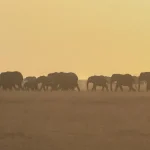 Botswana schválila odstrel 23 slonov v rámci regulácie populácie