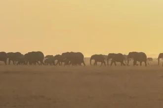 Botswana schválila odstrel 23 slonov v rámci regulácie populácie