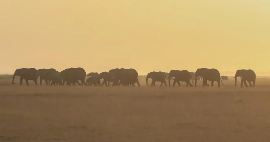 Botswana schválila odstrel 23 slonov v rámci regulácie populácie