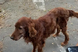 Inšpektori zhabali psa z bývalého dopravného ihriska, bol v zlom stave