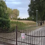 Na cintoríne pestujú obilniny, pred rokom pšenicu, teraz kukuricu, ľudia to nahlásili