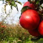 Pestovateľov ovocia a zeleniny v EÚ tlačia veľké obchodné reťazce a komplikované predpisy