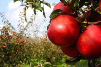Pestovateľov ovocia a zeleniny v EÚ tlačia veľké obchodné reťazce a komplikované predpisy