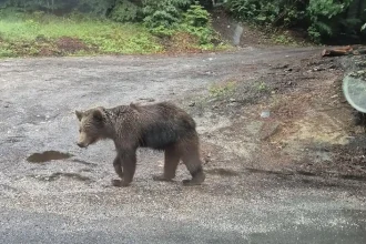 Situácia v súvislosti s výskytom ochorenia na Slovensku