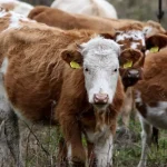 Sucho sa prelieva z polí do maštalí. Farmári predávajú zvieratá, prejaví sa to na pultoch