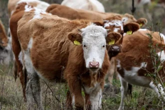 Sucho sa prelieva z polí do maštalí. Farmári predávajú zvieratá, prejaví sa to na pultoch