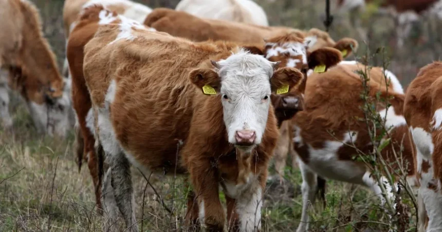 Sucho sa prelieva z polí do maštalí. Farmári predávajú zvieratá, prejaví sa to na pultoch