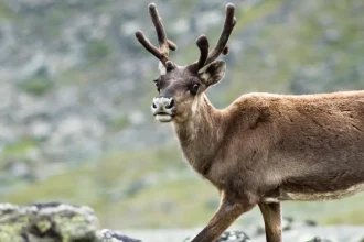 Švédska komisia odporúča štátu prijať nové opatrenia