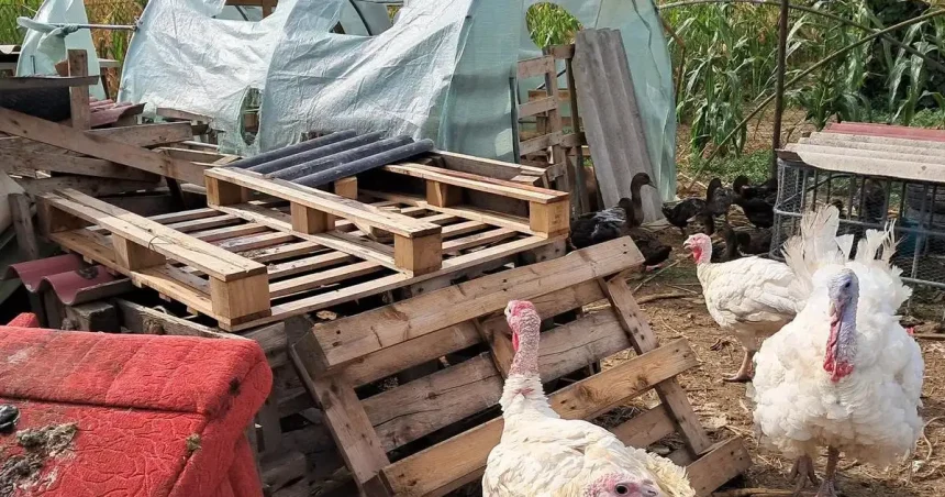 Zvieratá žili na skládke odpadu, obklopené potkanmi a myšami