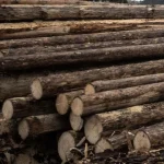 Greenpeace Poľsko kritizuje vládu za ochranu lesov a vývoz dreva na Slovensko