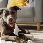 Pes môže spôsobiť vážne škody na majetku aj zdraví