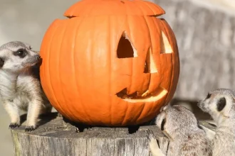 Tekvice sa na jeseň stávajú výnosným biznisom