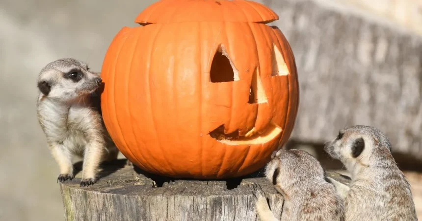 Tekvice sa na jeseň stávajú výnosným biznisom