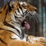 Tiger v anglickej zoo vážne zranil muža, útok potvrdili