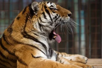 Tiger v anglickej zoo vážne zranil muža, útok potvrdili