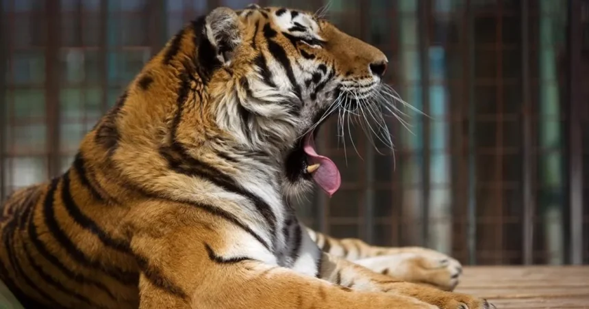 Tiger v anglickej zoo vážne zranil muža, útok potvrdili